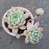 11cm pot Echeveria ' Cream Rose' 奶油玫瑰