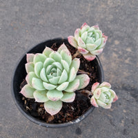 11cm pot Echeveria ' Cream Rose' 奶油玫瑰