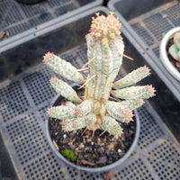 Euphorbia mammillaris f. variegata (Corn Cob)