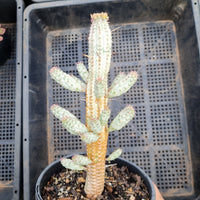 Euphorbia mammillaris f. variegata (Corn Cob)