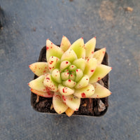 Echeveria Agavoides Corderoyi 黄金玛丽亚