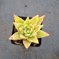 Echeveria Agavoides Corderoyi 黄金玛丽亚