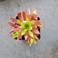 Aeonium Firecracker 火凤凰