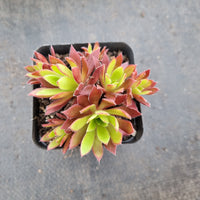 Aeonium Firecracker 火凤凰