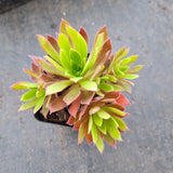 Aeonium Firecracker 火凤凰