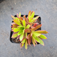 Aeonium Firecracker 火凤凰