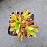 Aeonium Firecracker 火凤凰