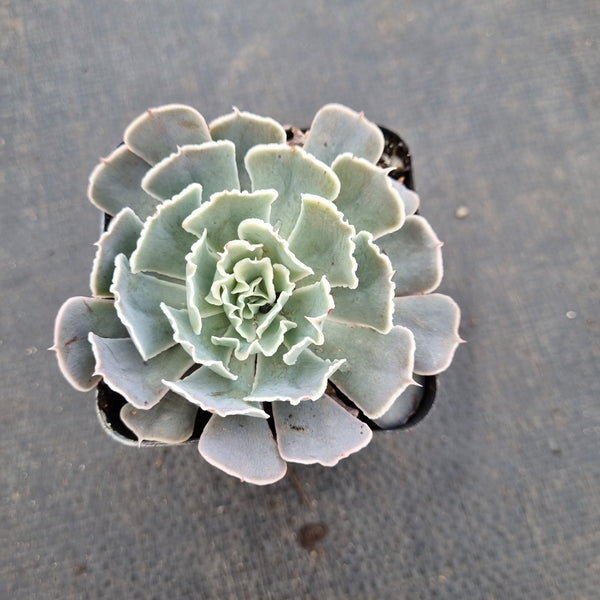 Echeveria Shaviana hybrid 沙漠之星