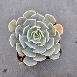 Echeveria Shaviana hybrid 沙漠之星