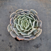 Echeveria Shaviana hybrid 沙漠之星