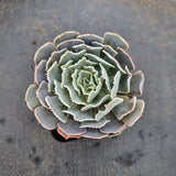 Echeveria Shaviana hybrid 沙漠之星