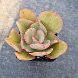 Echeveria Kissing