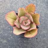 Echeveria Kissing