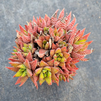 Haworthia Superfasciata