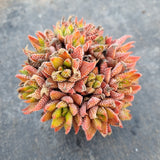 Haworthia Superfasciata