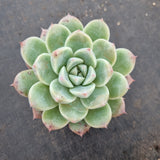 Echeveria 'Alba Beauty' 阿尔巴佳人