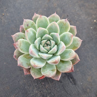 Echeveria 'Alba Beauty' 阿尔巴佳人