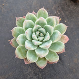 Echeveria 'Alba Beauty' 阿尔巴佳人