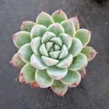 Echeveria 'Alba Beauty' 阿尔巴佳人