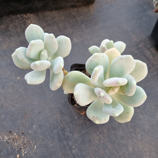 Pachyphytum oviferum 'Mikadukibijin' 三日月美人