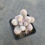 Pachyphytum Baby Finger hybrid 婴儿手指杂