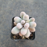 Pachyphytum Baby Finger hybrid 婴儿手指杂