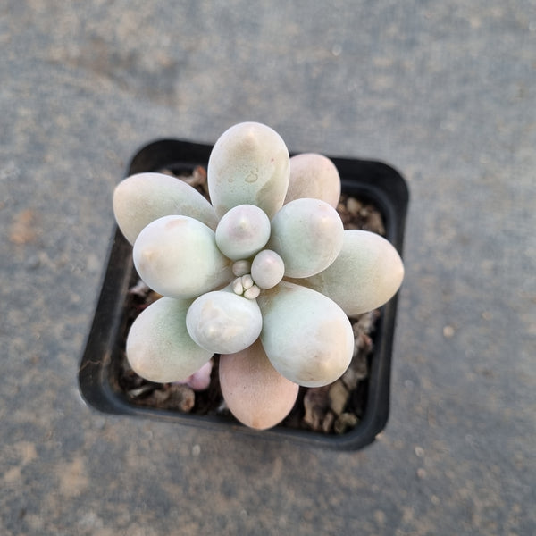 Pachyphytum Baby Finger hybrid 婴儿手指杂