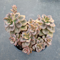 13cm pot Echeveria Chroma 油彩莲大群