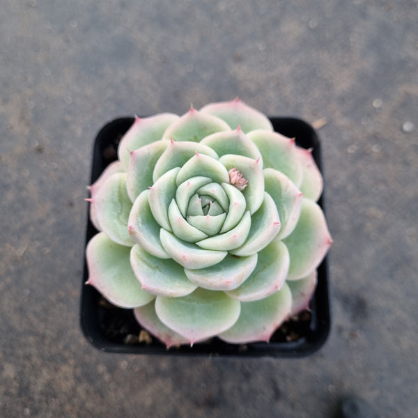 Echeveria Crystal Rose 水晶玫瑰