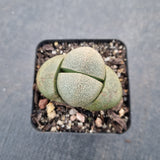 Pleiospilos Nelii 帝玉