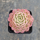 Echeveria Red Hole 朱砂痣