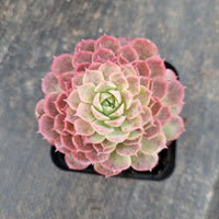 Echeveria Red Hole 朱砂痣