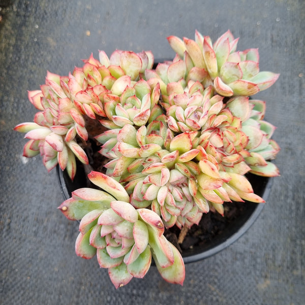 Echeveria 'Frost of the Fall' Crested 秋霜缀化