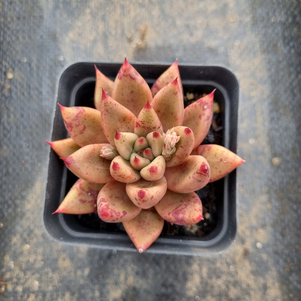 Echeveria Psyche 灵魂