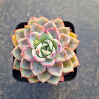 Echeveria sp. (render) 渲染