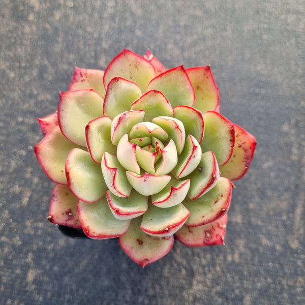 GLGhybrid -Echeveria Pulidonis Veracruz hybrid 红边灵影杂