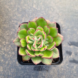 Echeveria 'Joan Daniels' 丹尼尔