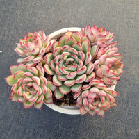 11cm pot Echeveria 'Cherry' (樱桃 E. pulidonis hybrid)