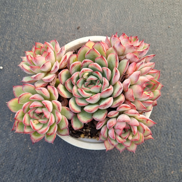 11cm pot Echeveria 'Cherry' (樱桃 E. pulidonis hybrid)