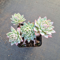 Echeveria Violet Queen 紫罗兰女王