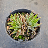 Haworthia Minima