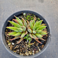 Haworthia Minima