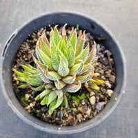 Haworthia Minima