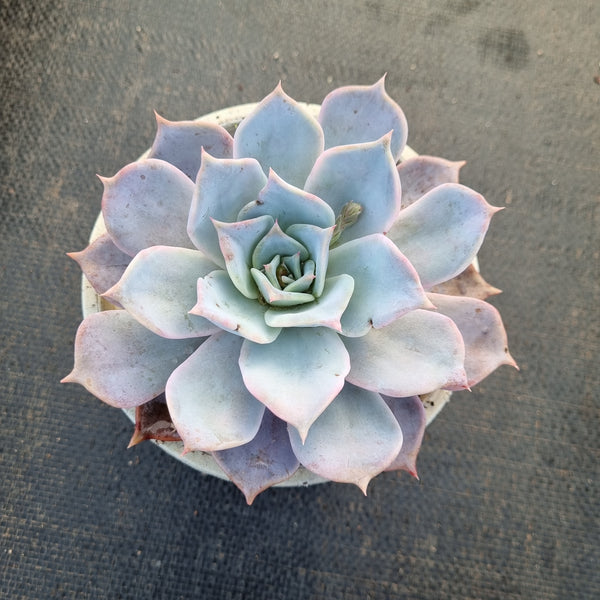 11cm pot Echeveria Lucila 露西娜11cm盆