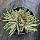 11cm pot Haworthia Attenuata Variegata 雪重之松11cm盆