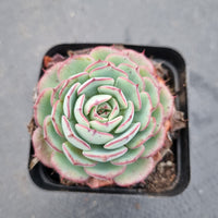 Echeveria El Encino 恩西诺