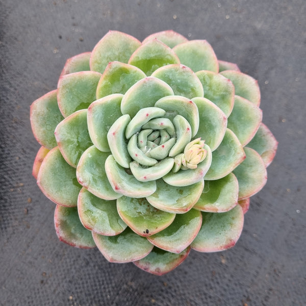 11cm pot Echeveria 'Strawberry Cake'  草莓泡芙11cm盆