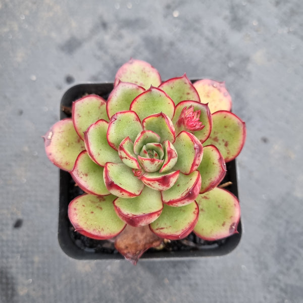 Echeveria Yamato Haru 伊莉莎