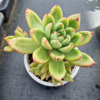 Echeveria No ID 不知名东云