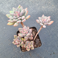 Echeveria Spica 处女座